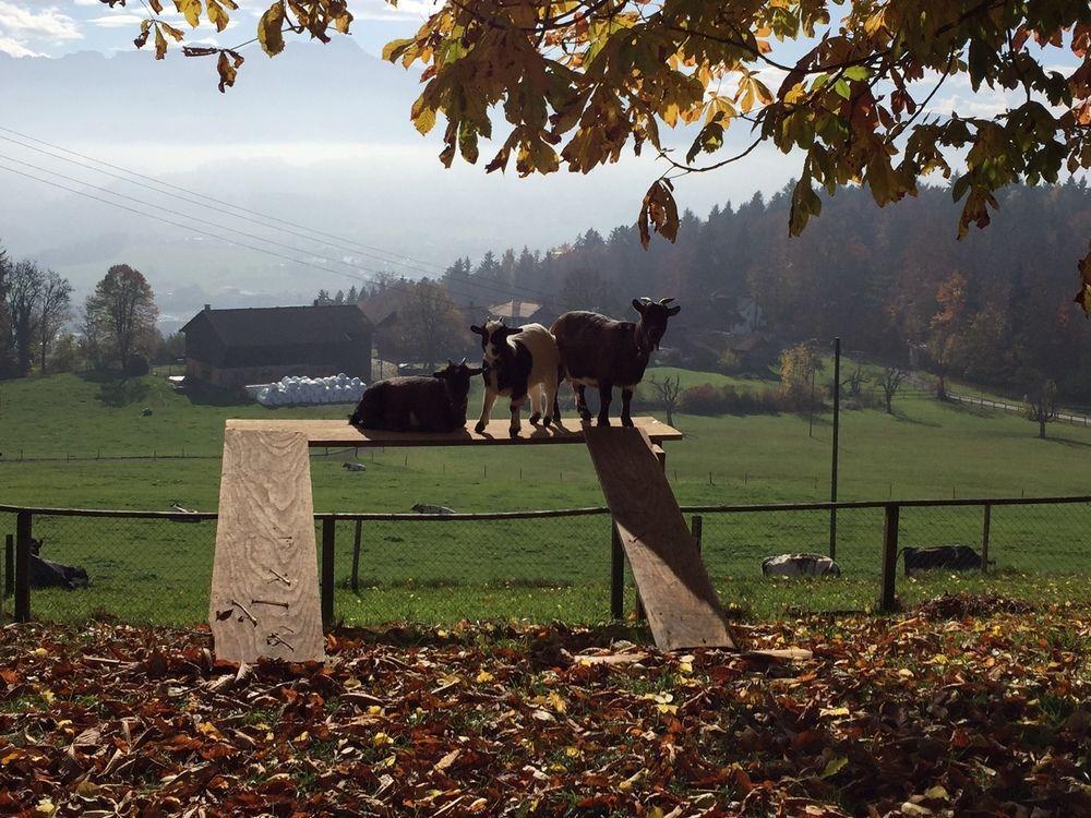 Landgasthof Santisblick Hotel Abtwil ภายนอก รูปภาพ
